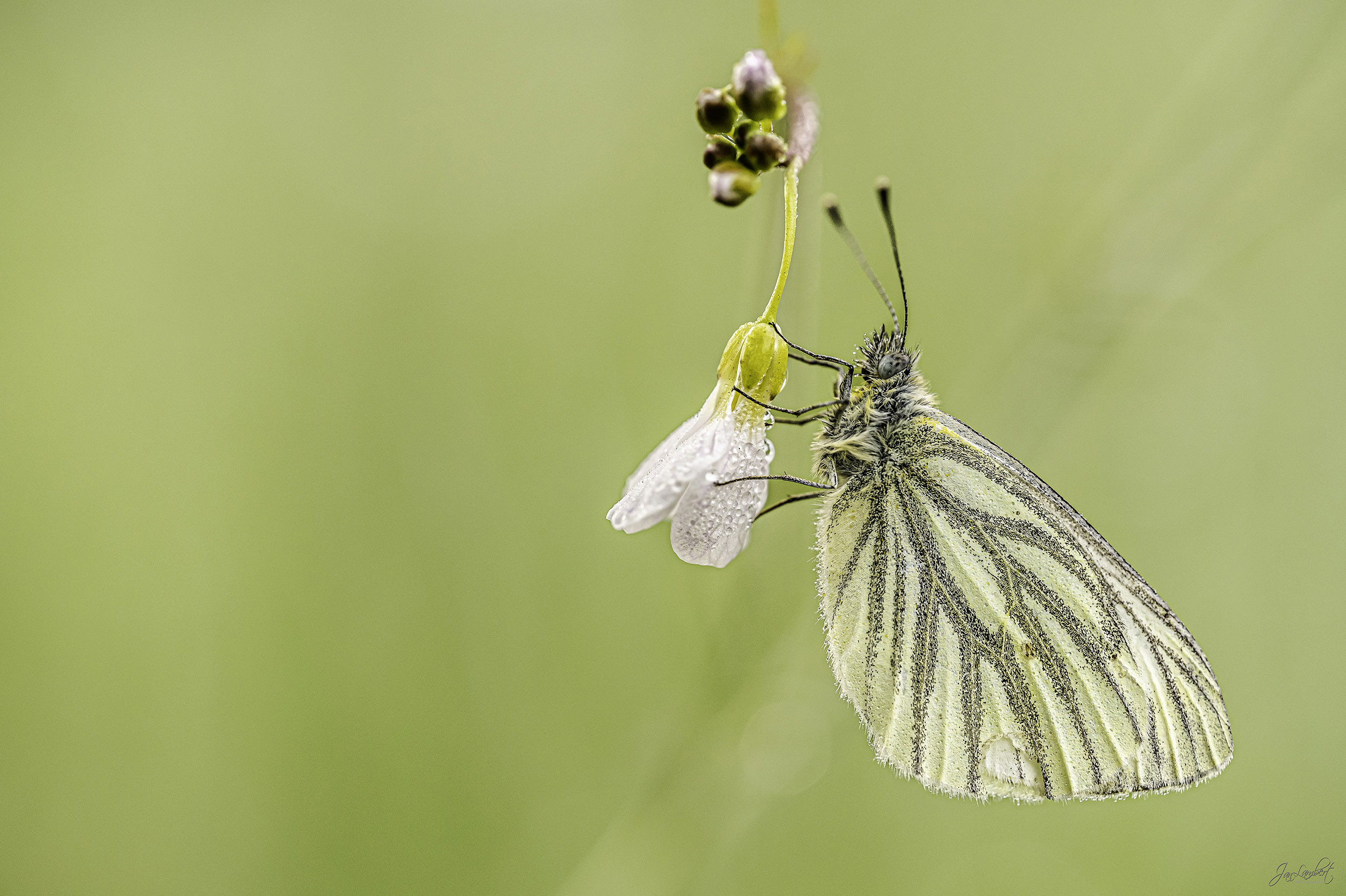 foto klein geaderd witje - Janlambertphotography.com